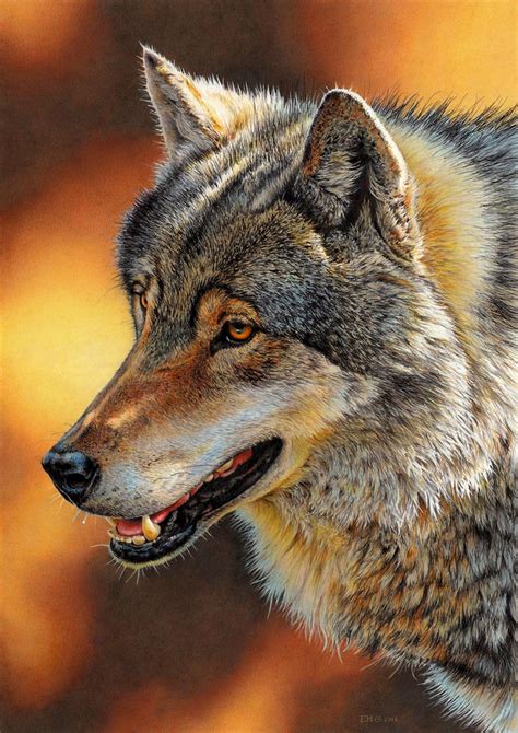 Drawing Of A Wolf By Esthervanhulsen On Deviantart