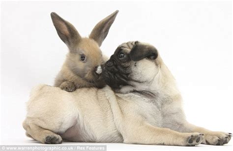 Like puppies, bunnies, babies, and so on. Opposites attract as cats and dogs pair up and snuggle down for Valentine's Day | Daily Mail Online