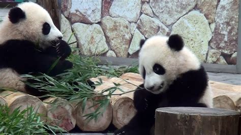 Panda Twins Babies With Mom パンダ 海浜 陽浜 アドベンチャーワールド Youtube