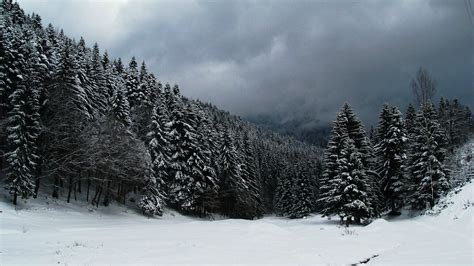 Pine Forest In Winter Disegni