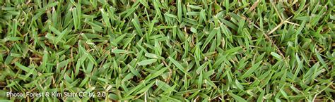 Growing Zoysia Grass In The North Melinda Myers