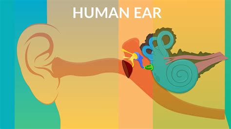 Ear Diagram And Functions Human Anatomy