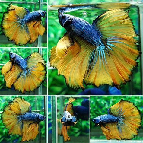 What Do Betta Eat and How to Feed Betta? Best Betta Fish Food ~ Betta