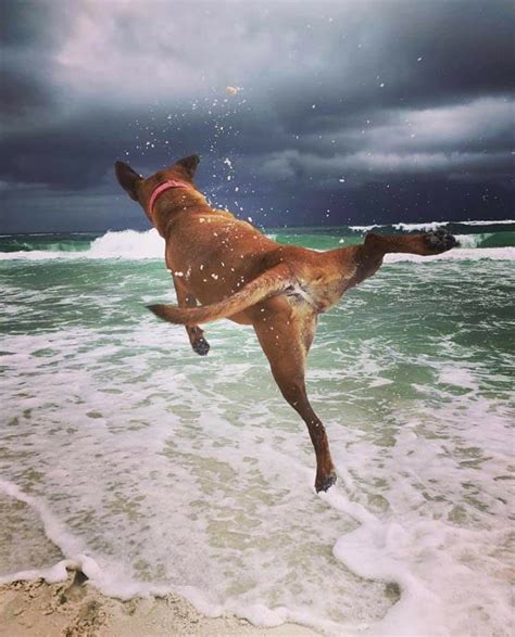 Pin By Teresa Yarbrough On Lifes A Beach Dog Beach Pensacola