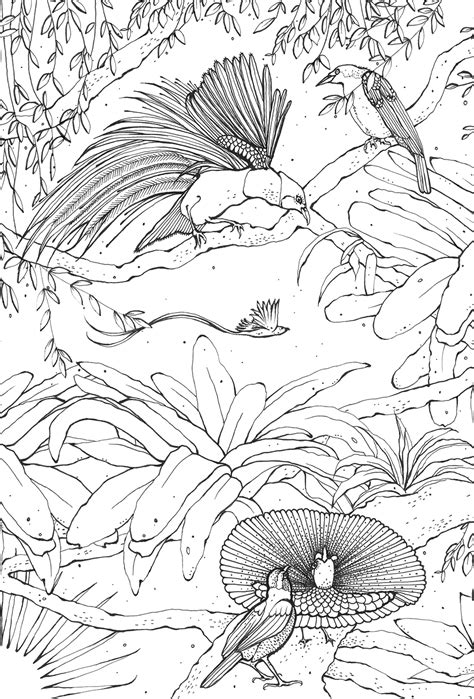 Kerry Lemon: 'Birds of Paradise' colouring book