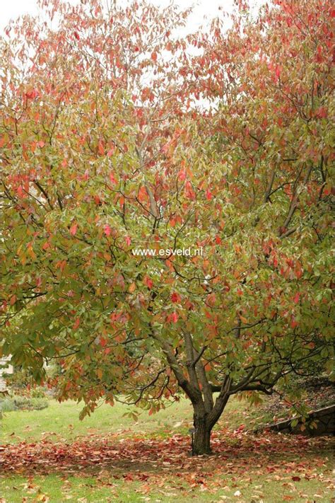 Fruit trees to grow in zone 9 instead of considering the cold hardiness, growers in zone 9 actually need to consider the heat tolerance of certain plants. Pin on Garden Plants