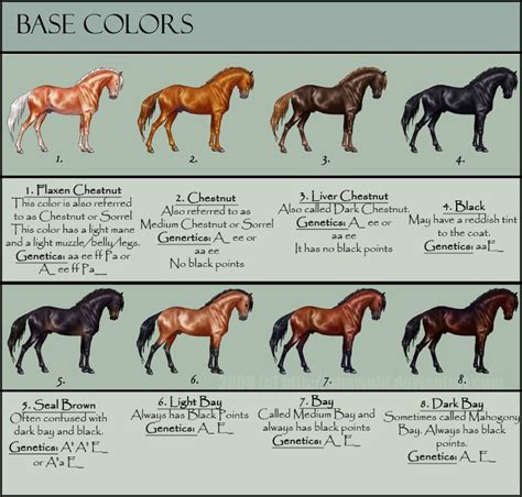Horse Color Chart Horse Color Chart Horse Coloring Horse Coat Colors