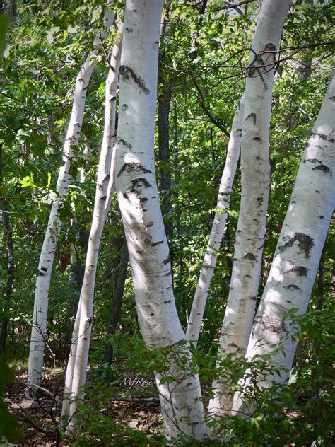 White Birch Trees Trunks Photograph By Maureen Rose Pixels