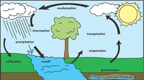 Process Water Cycle Webquest