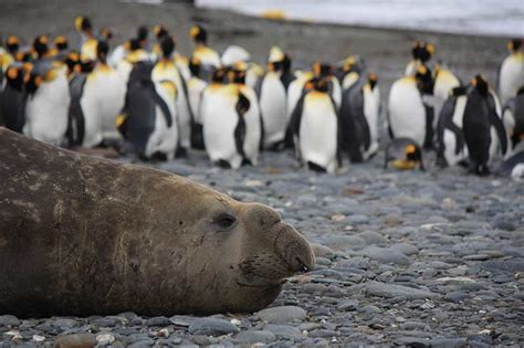 Falklands South Georgia Antarctica Polar Tracks Expeditions