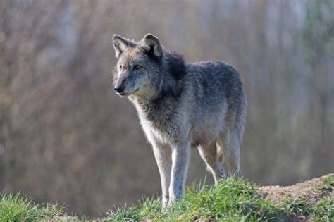 Wolves - U.S wildlife officials are not protecting endangered wolves