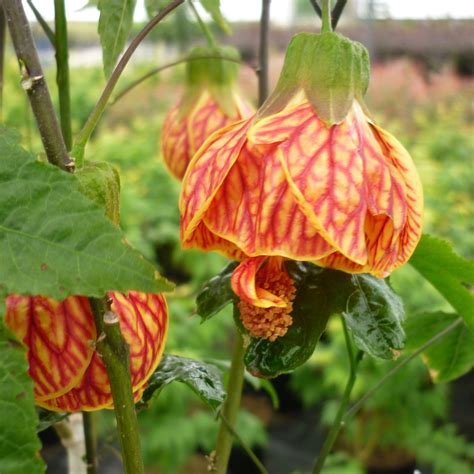 Abutilon Red Tiger Flowering Maple Red Tider In Gardentags Plant