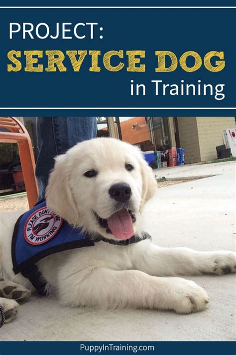 Maybe you would like to learn more about one of these? PROJECT: Service Dog in Training - Puppy In Training