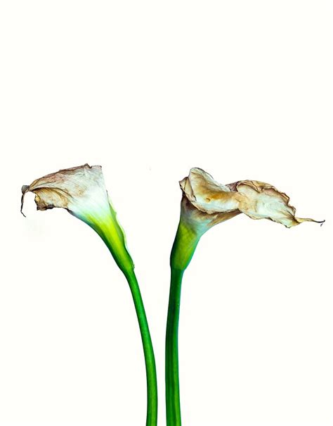 Calla Lilys Not On Speaking Terms By Alan Shapiro Redbubble