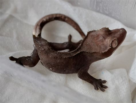 Couple Of Shots Of The Grey Crested Geckos Reptile Forums