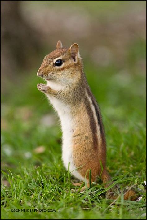 29 Best Images About Chipmunk Reference On Pinterest
