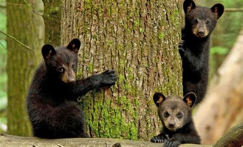 An extraordinary documentary on channel 4. How Fast Do Bears Run: Learn What To Do If You Encounter a Bear