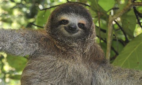 Science Visualized • Why Are Sloths Slow And Other Sloth Facts