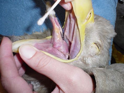 Raptor Gastrointestinal Anatomy and Physiology | LafeberVet