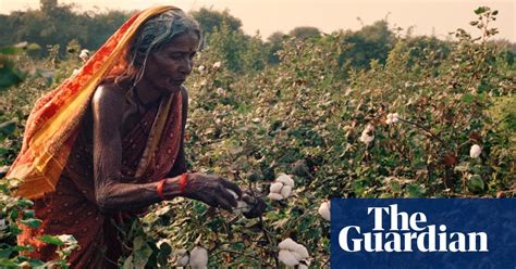 Indias Farmer Suicides Are Deaths Linked To Gm Cotton In Pictures