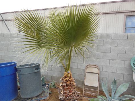 098 3ft Mexican Palm Affordable Tree Service Las Vegas Nv