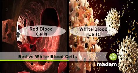Difference Between Red And White Blood Cells Biomadam