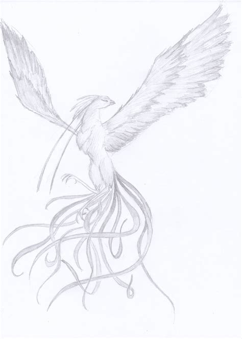 Phoenix Bird Sketch At Explore Collection Of