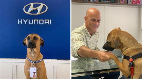 Indeed may be compensated by these employers, helping keep indeed free for jobseekers. Car Dealership Adopts And Gives Job To Stray Dog Who ...