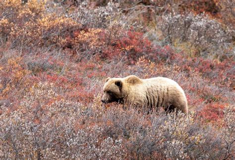 Grizzly Bear In Denali National Park Alaska Stock Photo Image Of