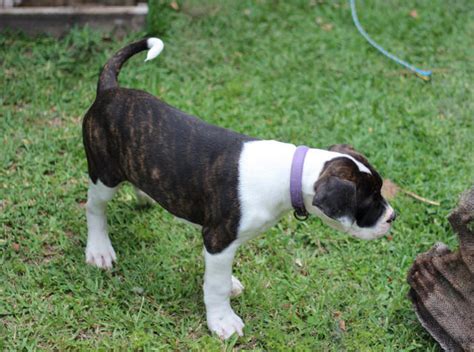 High to low nearest first. FOR SALE: american bulldog