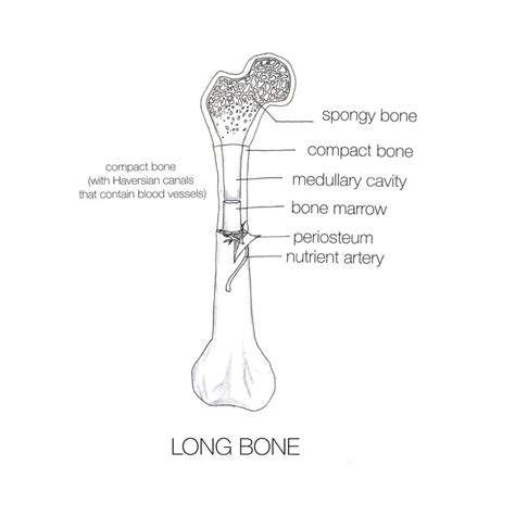 A long bone has two parts: Pin on drawing1