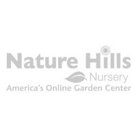 1000 x 1510 jpeg 409 кб. Autumn Blooming Cherry | Buy at Nature Hills Nursery