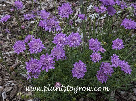 Flutter Rose Pink Scabiosa Scabiosa Columbaria Plants To Grow