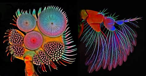 The Extraordinary Details Of A Beetles Foot And Other Parts Of Tiny