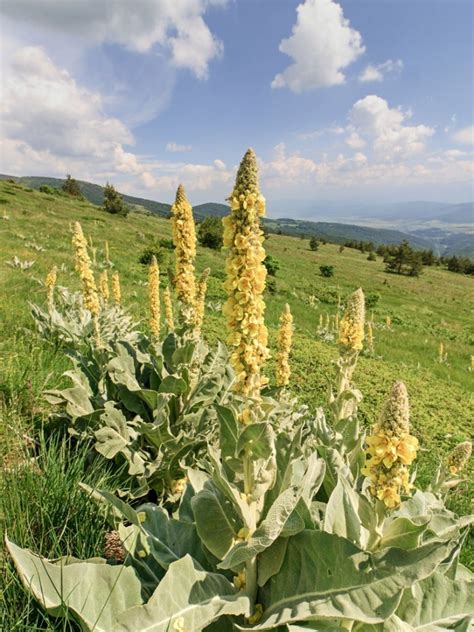 Mullein Plants Should You Grow Mullein In Gardens