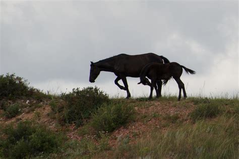 Horses In Theodore Roosevelt National Park Shutterbug