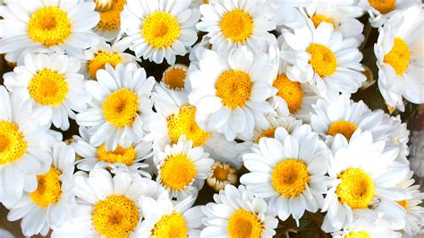 Daisy Yellow White Petaled Flowers Hd Spring Wallpapers Hd Wallpapers