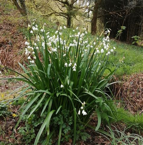 Summer Snowflake Leucojum Aestivum In The Green Shipton Bulbs