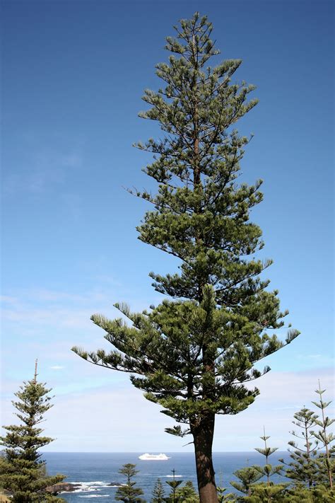 Filearaucaria Heterophylla Norfolk Island 0 Wikimedia Commons