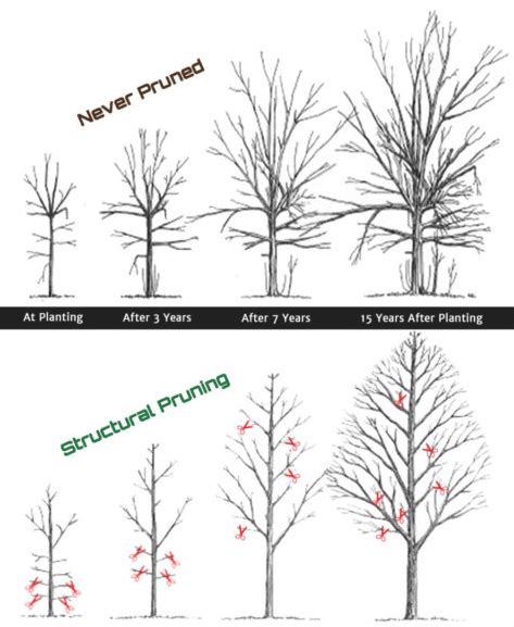 Structural Tree Pruning Shaping Healthy And Beautiful Trees Oneils