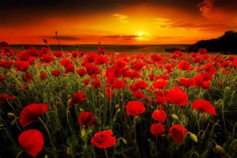 Poppy Fields At Sunset Wallpapers Wallpaper Cave