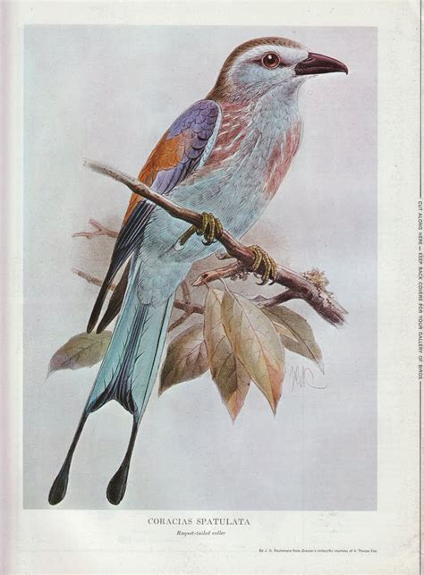 Passer Domesticus Vintage Bird Prints