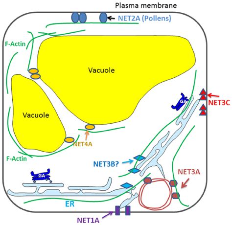 In plant cells, mts play similar role; Frontiers | Interactions between plant endomembrane ...