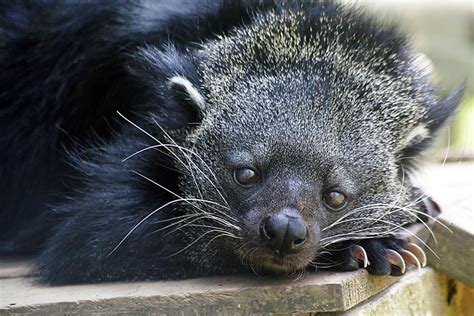 Scientists Discover Why Bearcats Smell Like Hot Buttered Popcorn Wbur