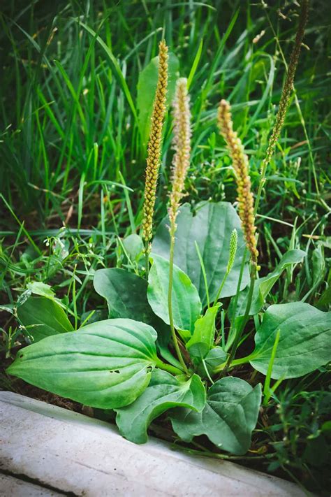 Plantain Weed Edible