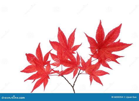 Red Maple Branches Stock Photo Image Of Fresh White 6830354