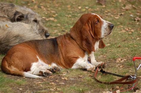 15 Interesting Facts About Basset Hounds The Dogman