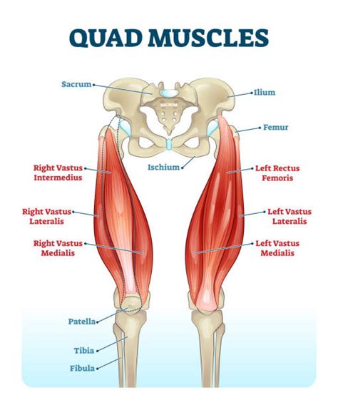 Quadriceps Muscle Illustrations Royalty Free Vector Graphics And Clip