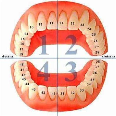 Anatomia Do Dente 36