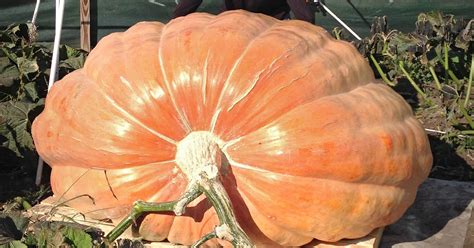 Richmond man hopes his giant pumpkin is a record